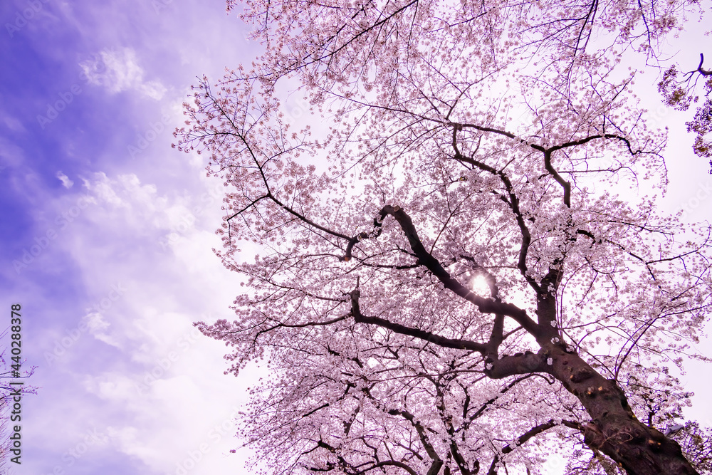 ピンク色が綺麗な満開の桜の花