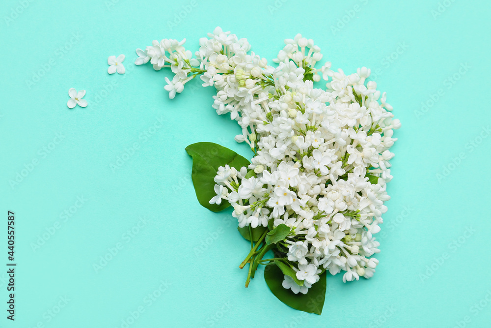 彩色背景上美丽的淡紫色花朵