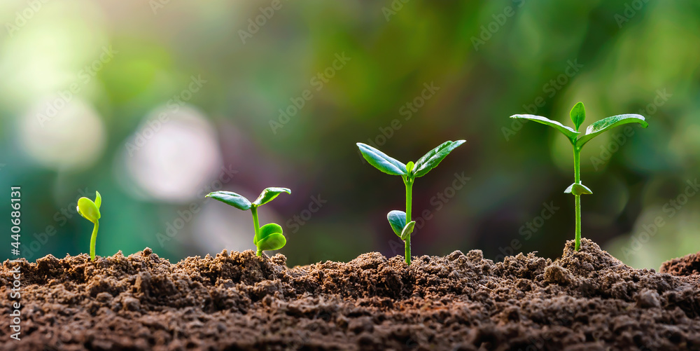 绿叶背景下的农场植物生长。农业植物播种生长步骤概念