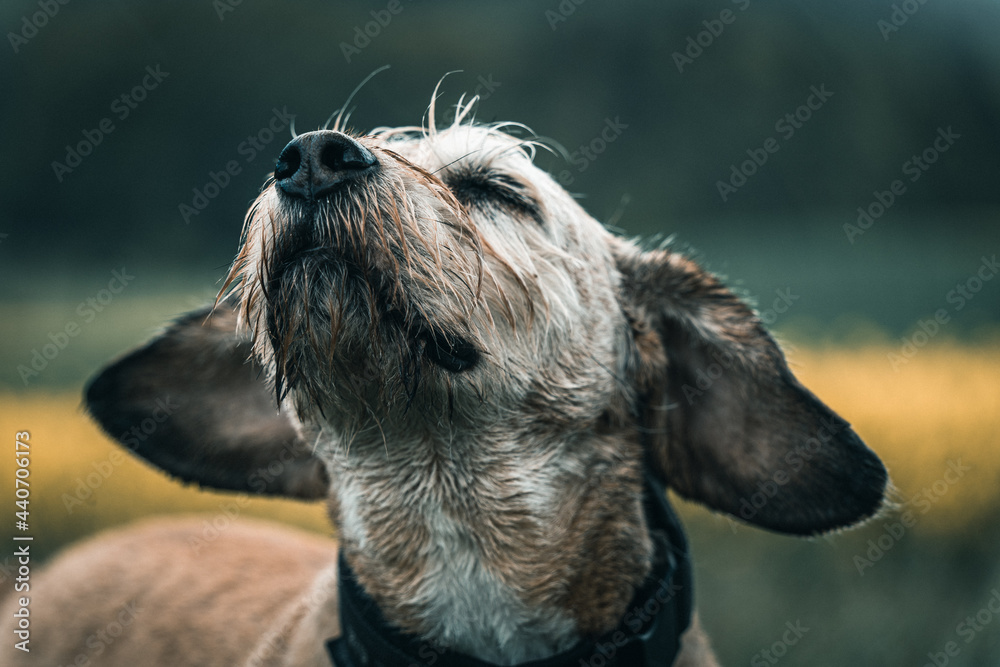 Hund im Regen