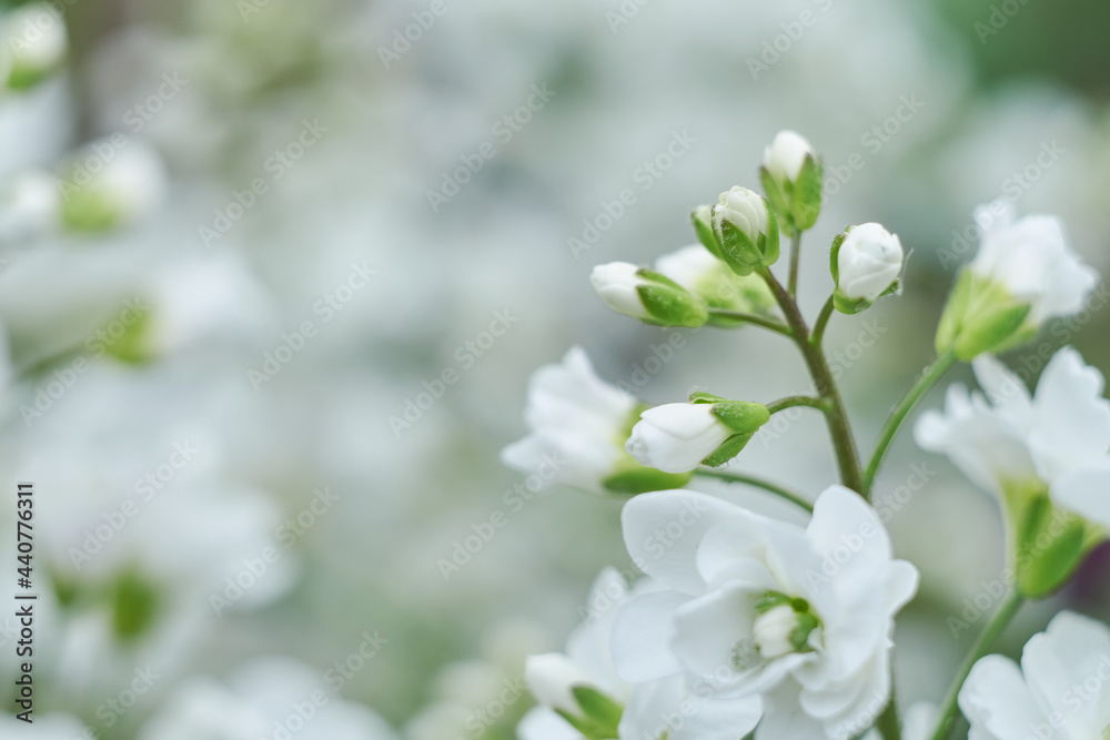 精致的白色花朵特写。清新的花朵模糊背景