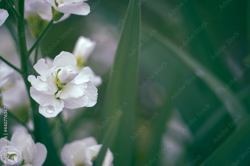 精致的白色花朵特写。清新的花朵模糊的背景