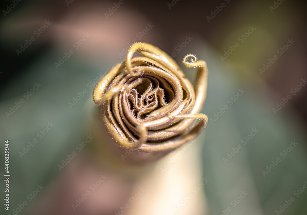 Datura is a genus of nine species of poisonous, vespertine-flowering plants belonging to the family 