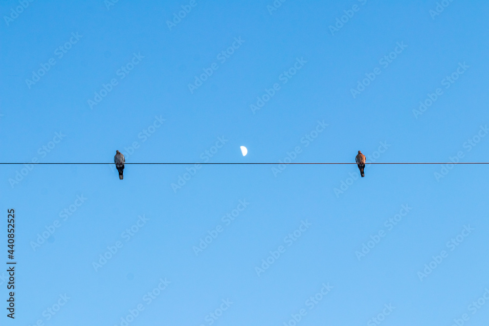 dos pajaros en cable con la luna de fondo al atardacer