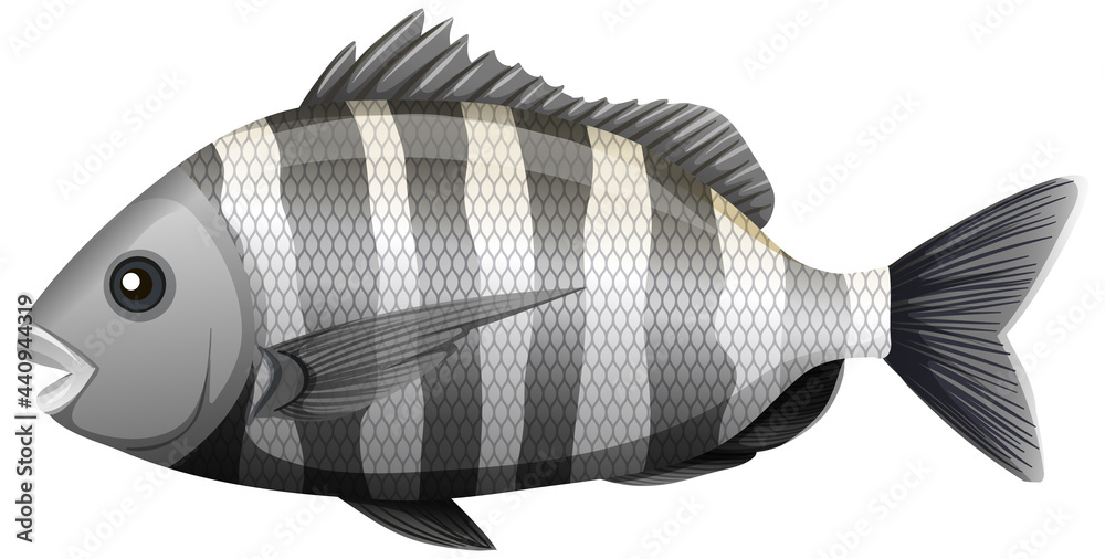 Sheepshead fish in cartoon style on white background