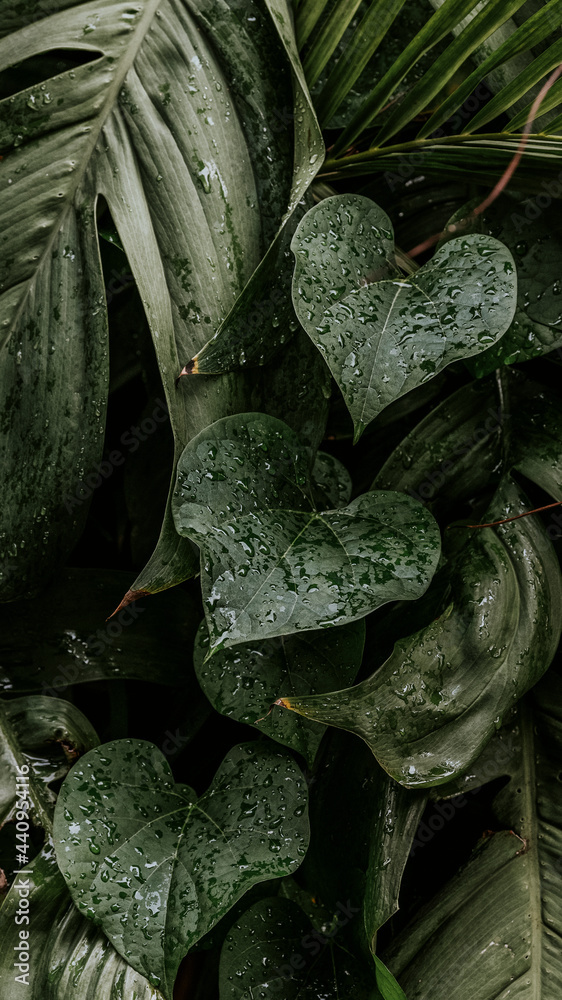 潮湿的季风植物叶子移动壁纸