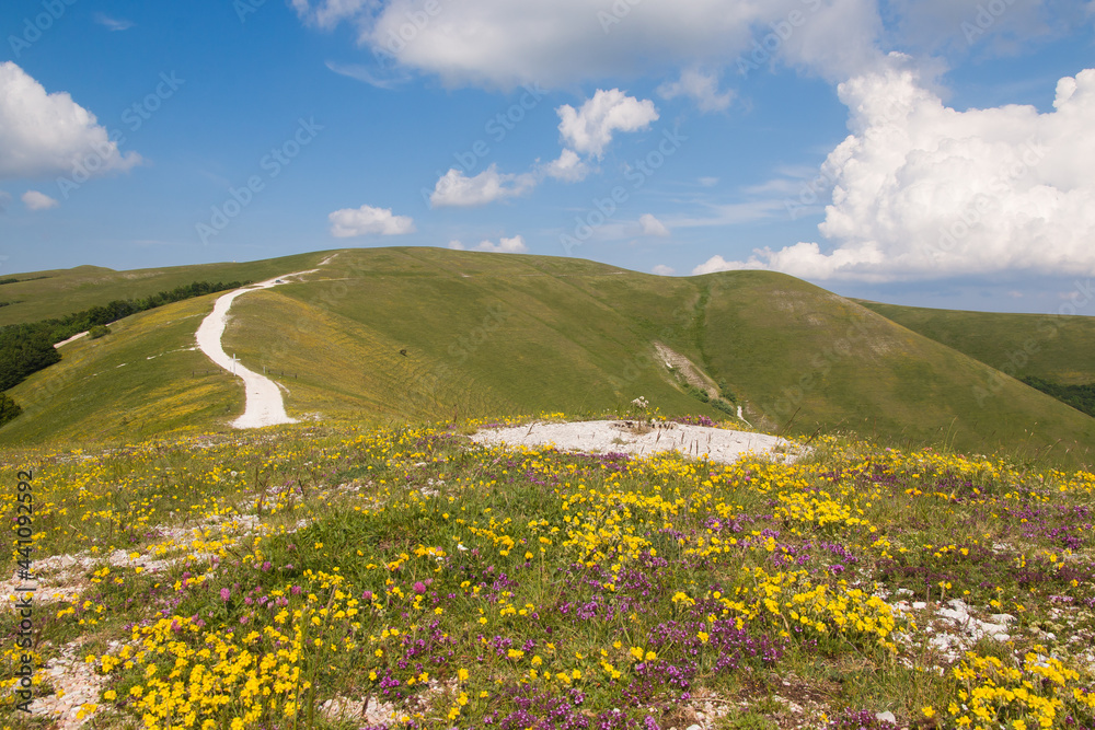 Pathway in the summit of Valsorda mountain with wild flowers in Umbria