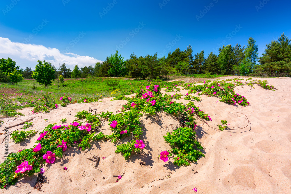 通往波罗的海海滩的Sandy road，夏天鲜花盛开，波兰