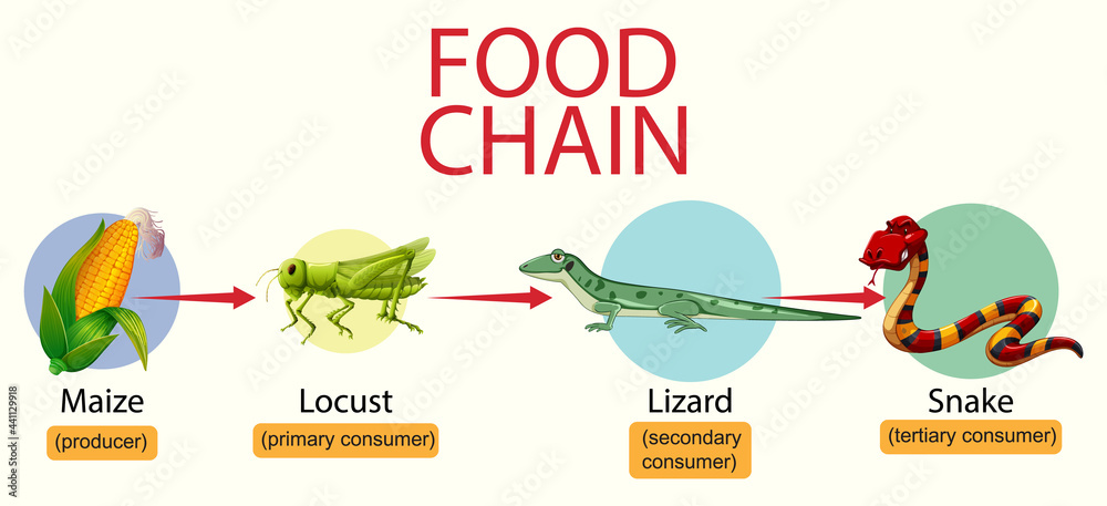 科学食物链图