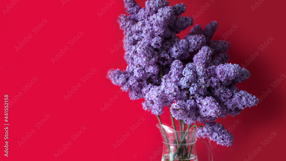 Blooming purple lilac flowers over red background 