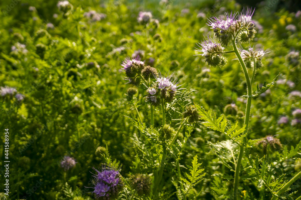 这片田野正在绽放一种蜜蜂专用的蜂蜜植物——球茎