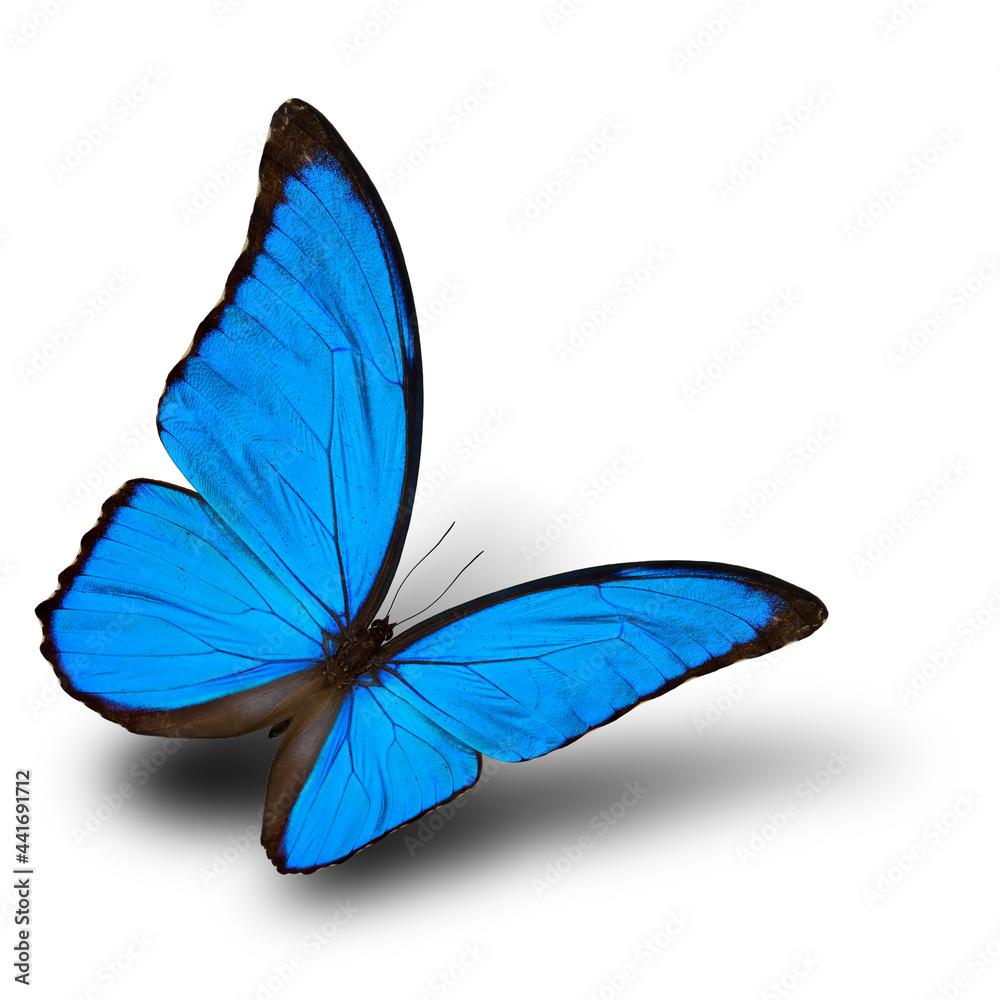 An exotic flying Blue Morpho butterfly (disambiguation) or the Sunset Morpho, very velvet blue wings