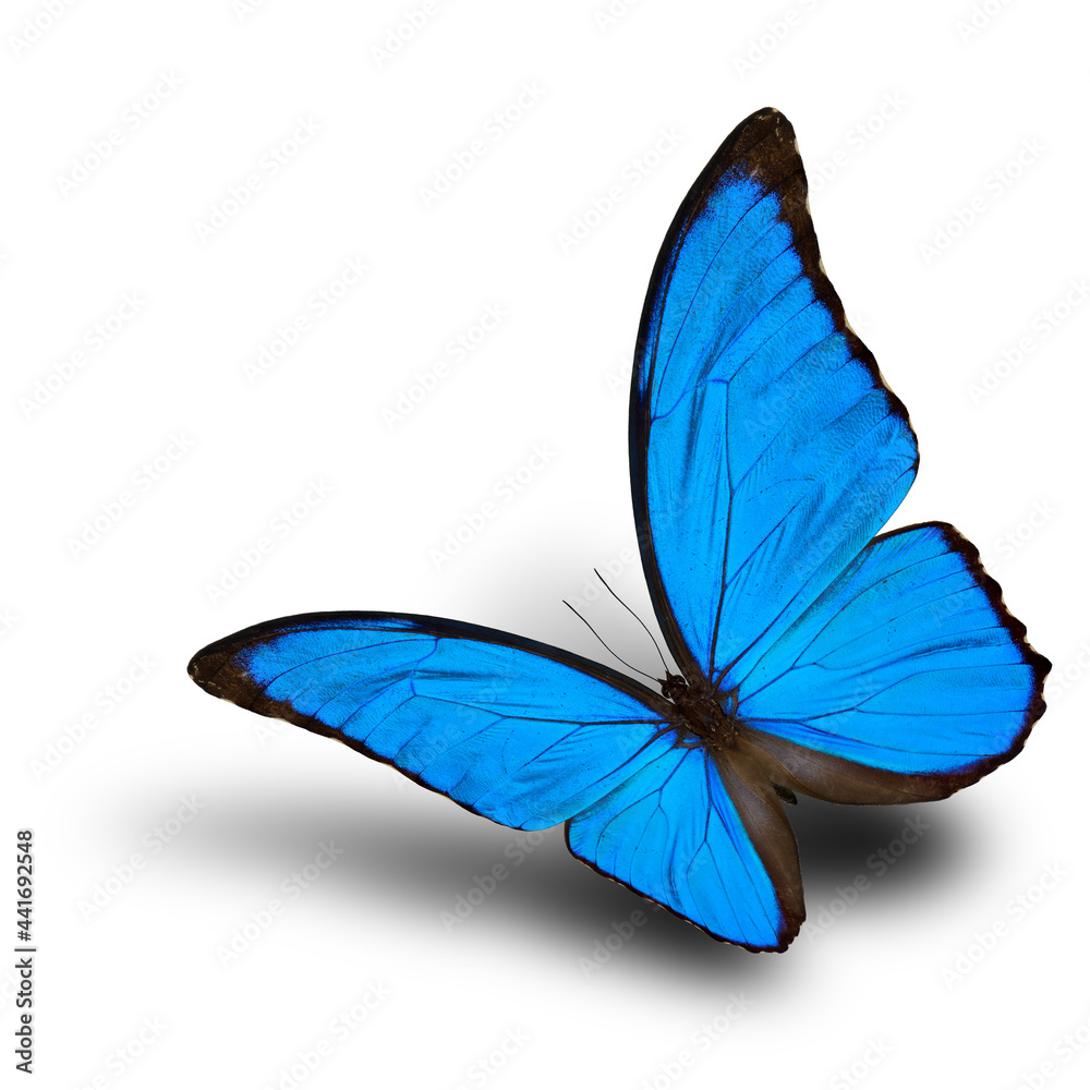 The beautiful flying Blue Morpho butterfly (disambiguation) or the Sunset Morpho, very velvet blue w