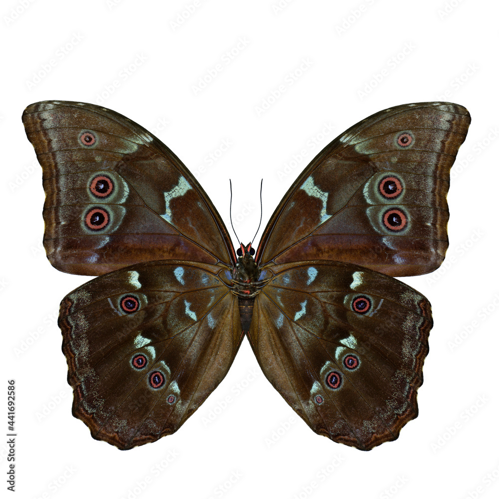 The Blue Morpho butterfly (disambiguation) or Sunset Morpho lower wing part in natural color profile