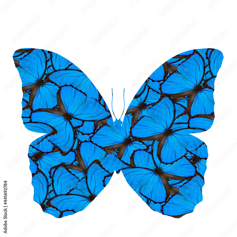 Beautiful Blue Morpho butterfly in consolidation of its original texture, the amazing blue butterfly