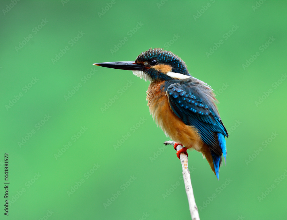 普通翠鸟（Alcedo atthis）美丽的蓝色小鸟，羽毛蓬松，安静地栖息在t上