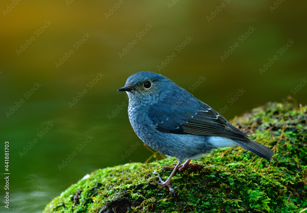 羽水红尾鹬（Phoenicurus fuliginosus）的雌性，栖息在长满苔藓的草地上，美丽的灰色鸟类