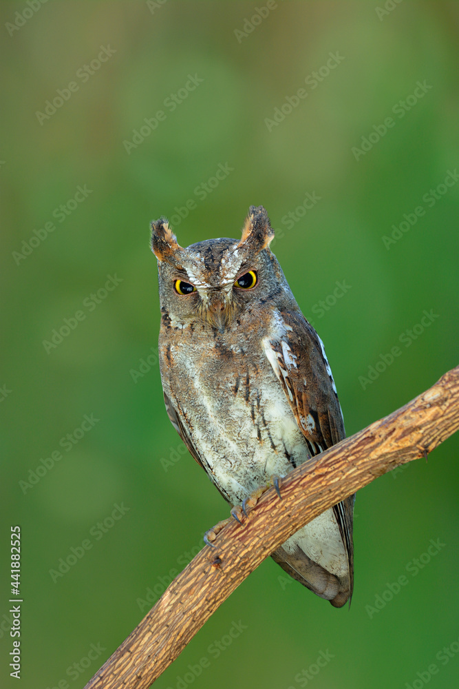 东方Scops Owl（Otus sunia）栖息在树枝上，背景是在复活节发现的绿色模糊