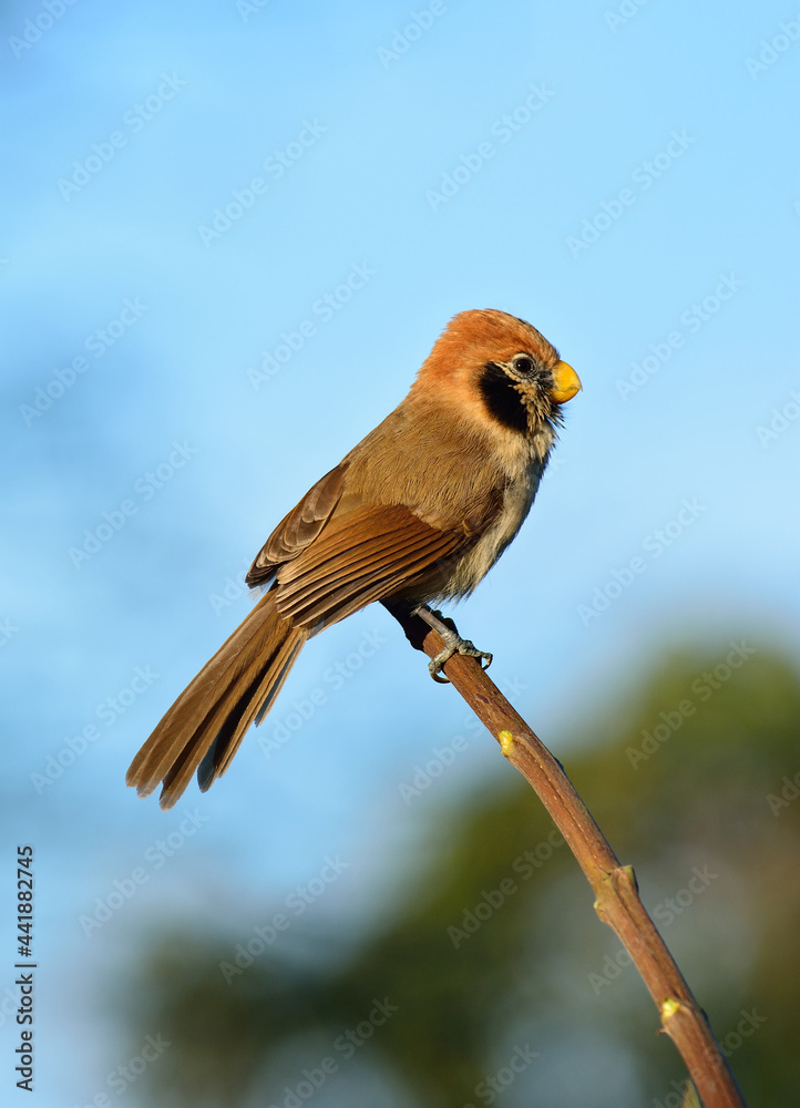 斑胸鹦鹉（Paradogornis guttaticollis），一种可爱的棕色短嘴黑色鸟类