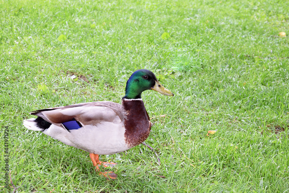 Mallard duck，拉丁名Anas platyrhynchos，长在长满野草的草坪上。