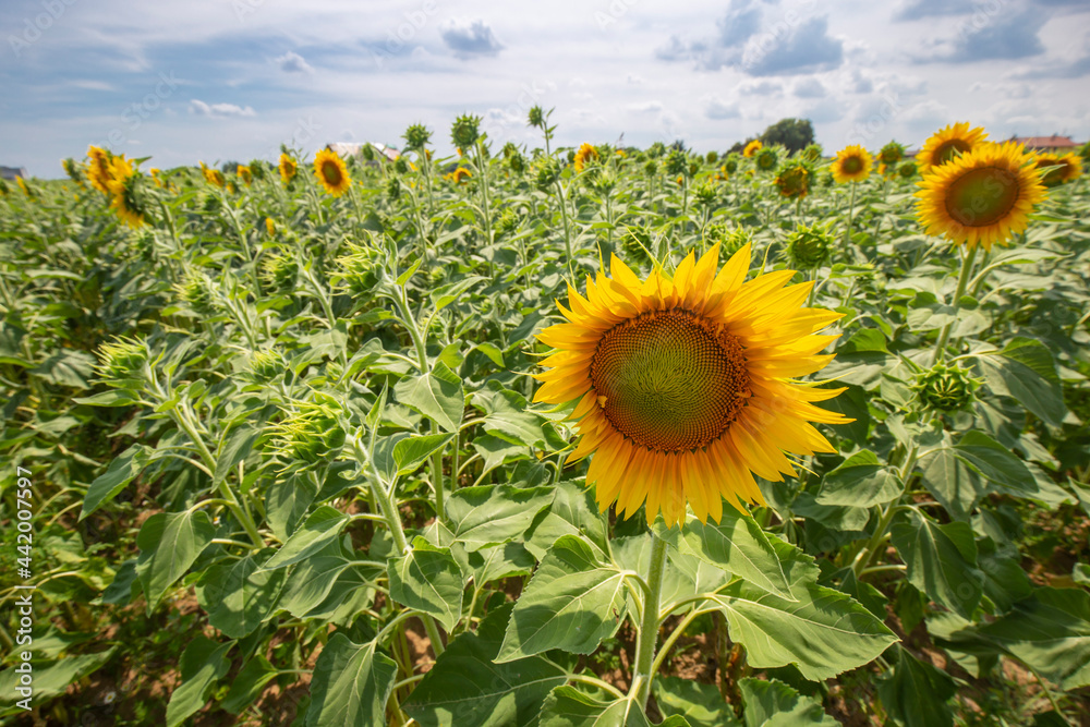 Close up on sunflowers growing in a field in italian countryside during summer, background is a sere