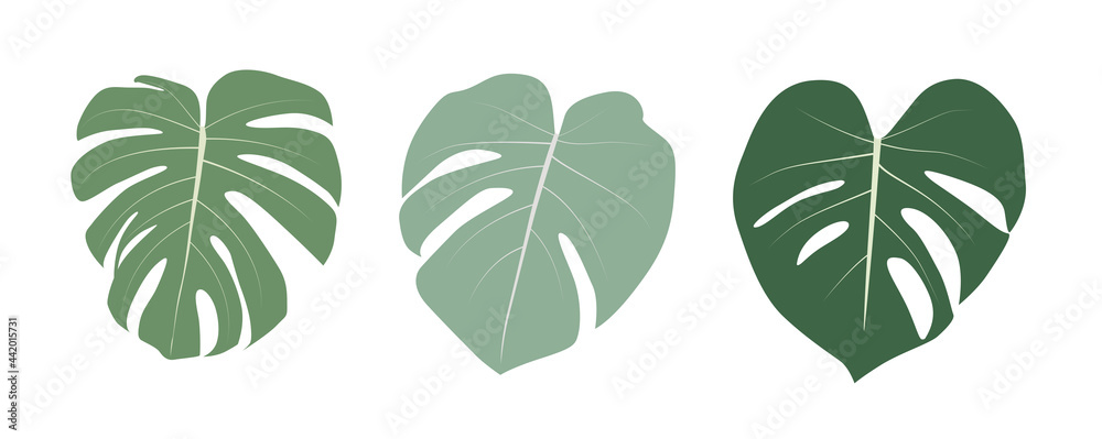 Monstera leaf isolated on white background. Vector Illustration