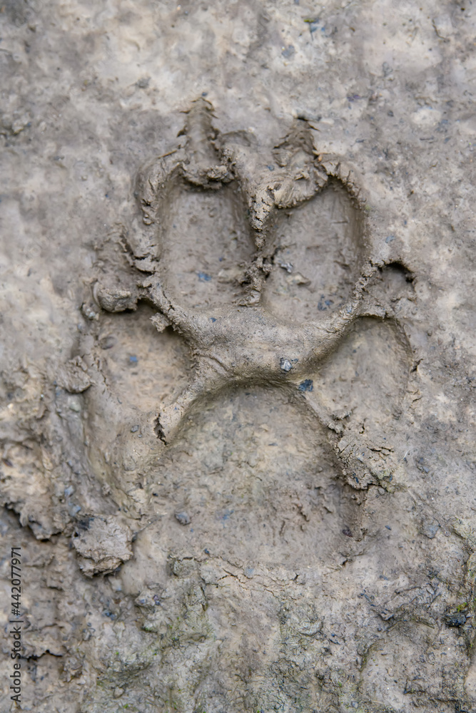 Wolf, canis lupus, paw footprints in mud