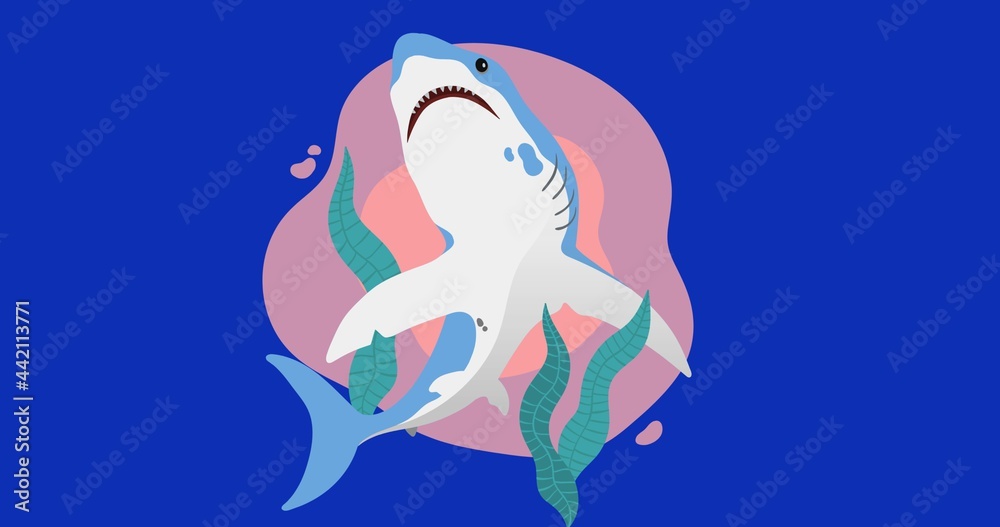 Composition of shark on pink and blue background