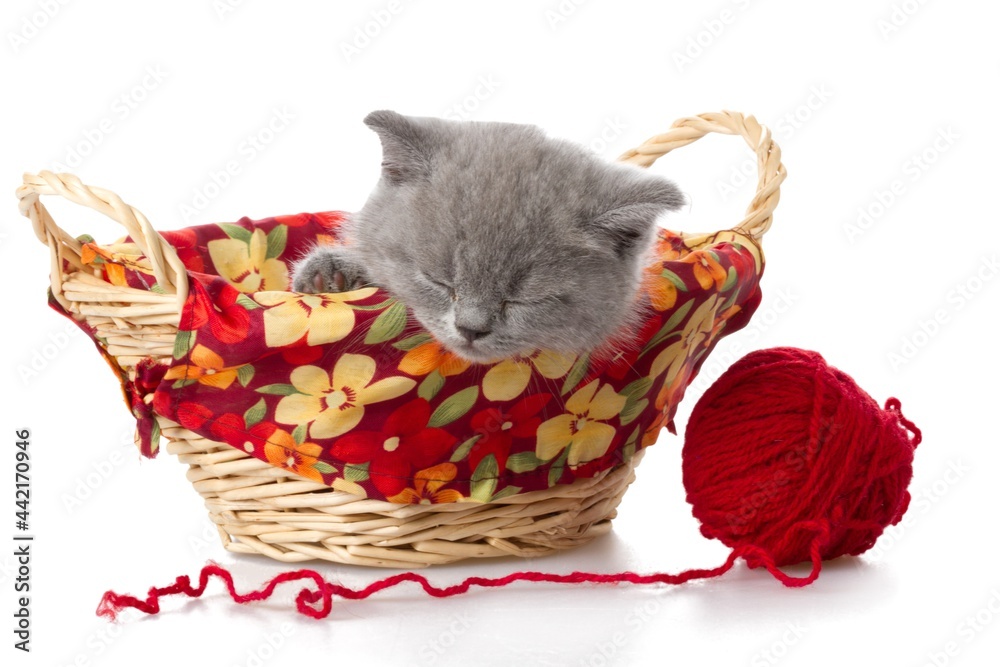 Cat Sleeping in a Basket