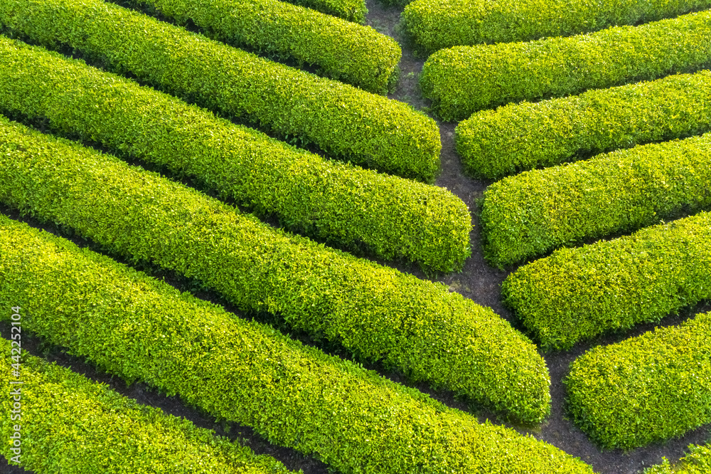 茶园特写