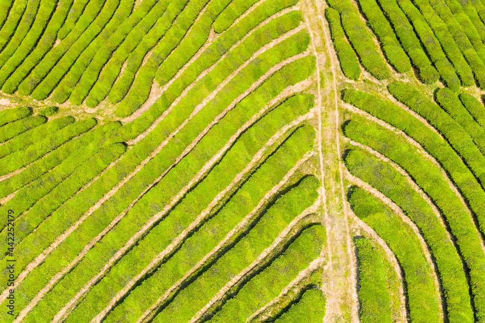 茶园肌理背景