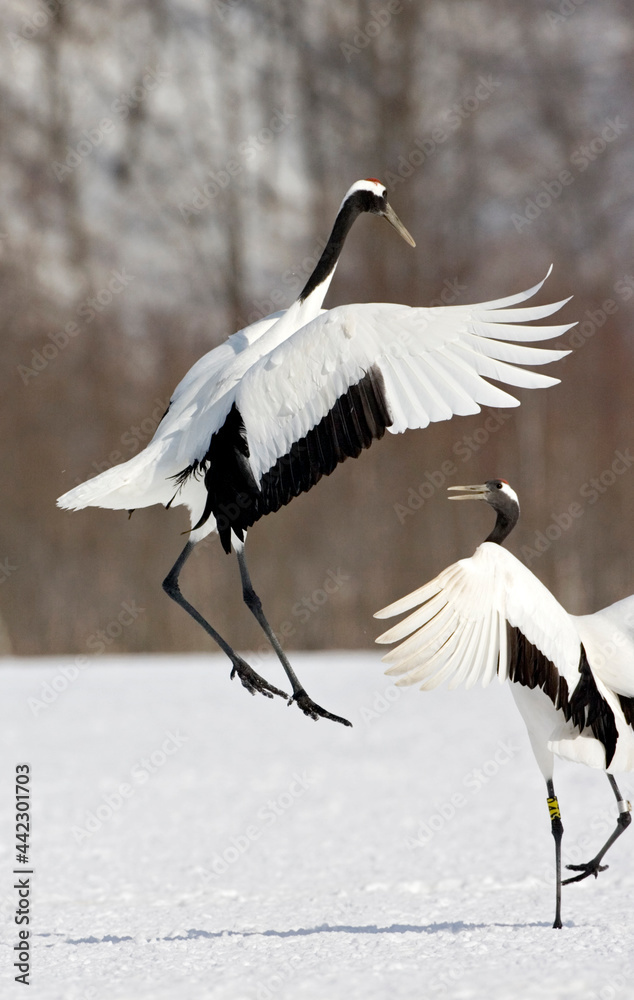 丹顶鹤，中国Kraanvogel，Grus japonensis