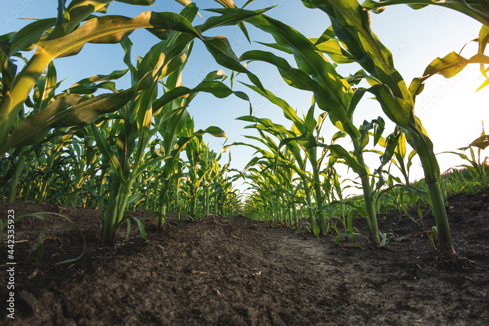 Corn plantation on the background of sunset and blue sky