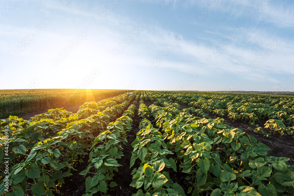 Young green sunflower seedlings growing in soil field