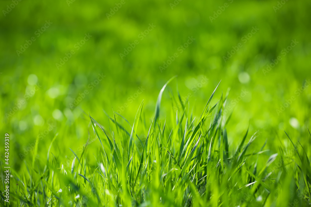 Green grass on sunny day in park