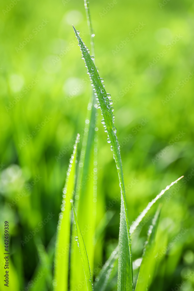 春天公园里生长的湿绿草