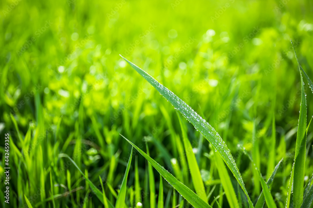 春天公园里生长的湿绿草