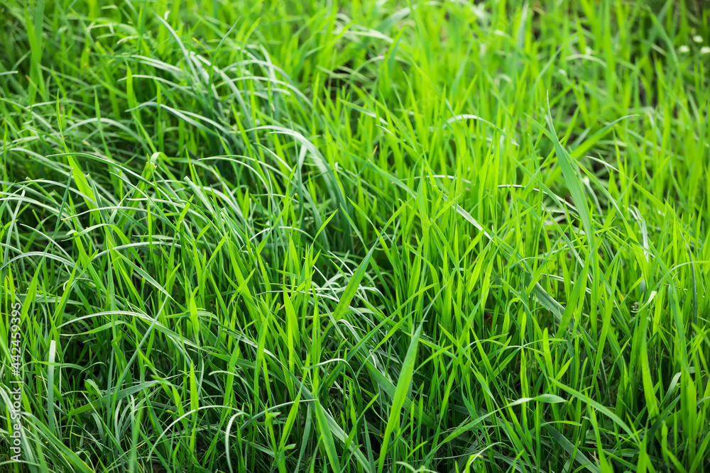 Green grass growing in spring park