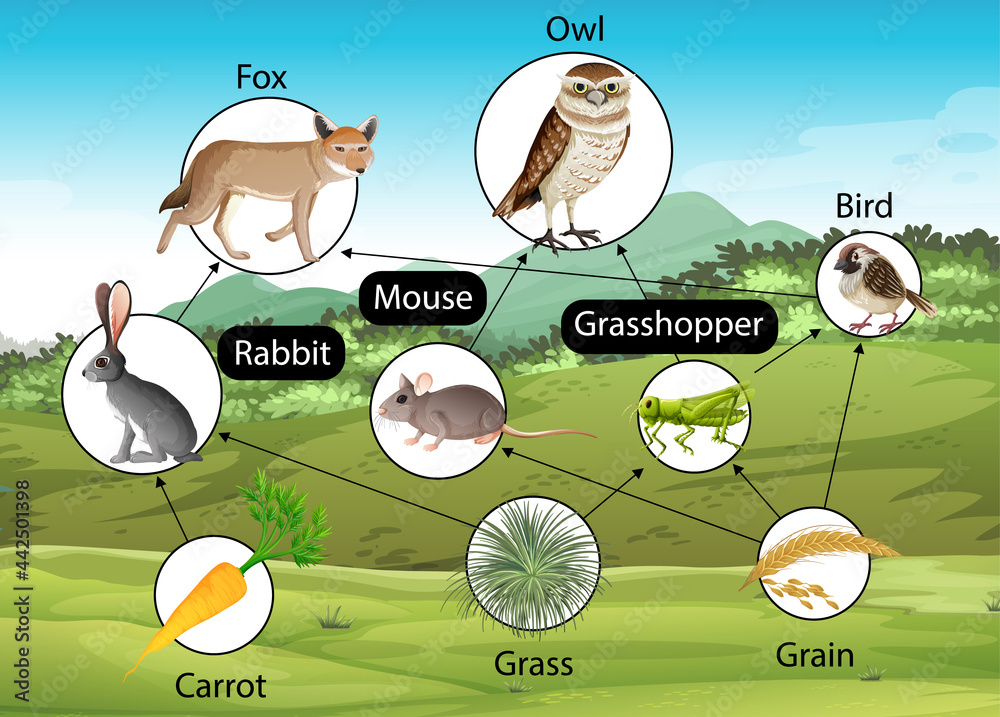 食物链图生物学教育海报