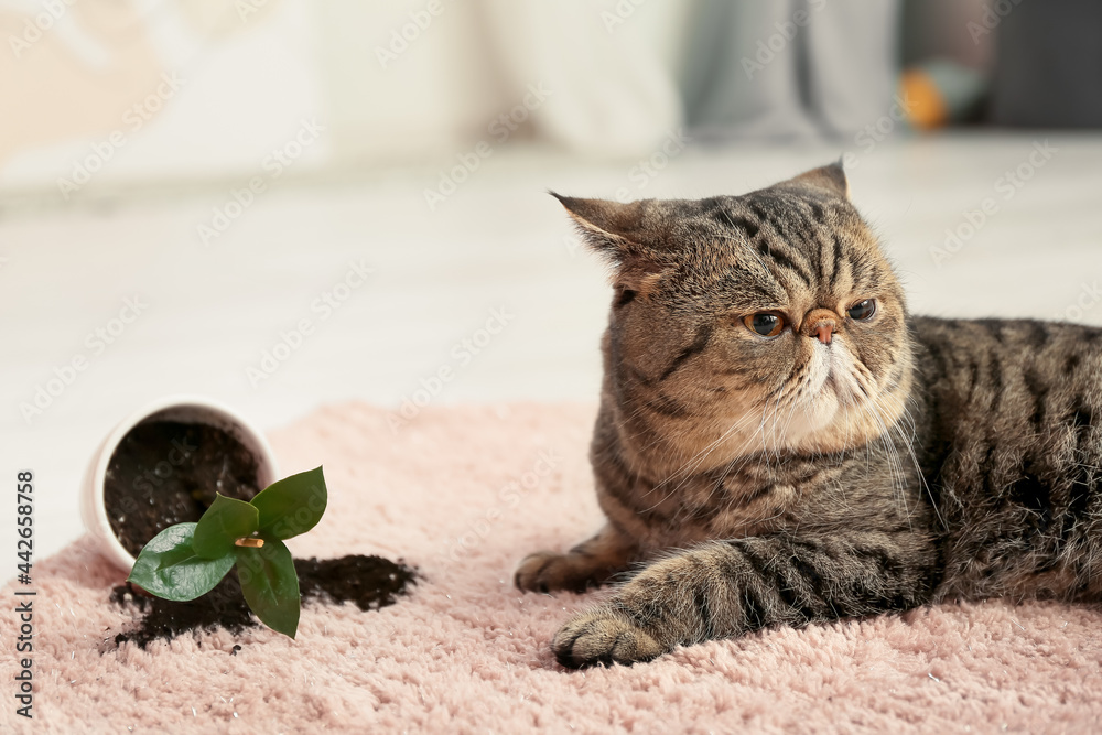 可爱的猫和地毯上的盆栽植物