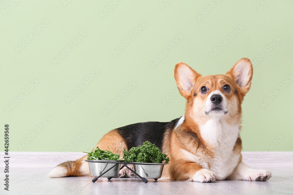 可爱的柯基犬，颜色墙附近有香草和蔬菜