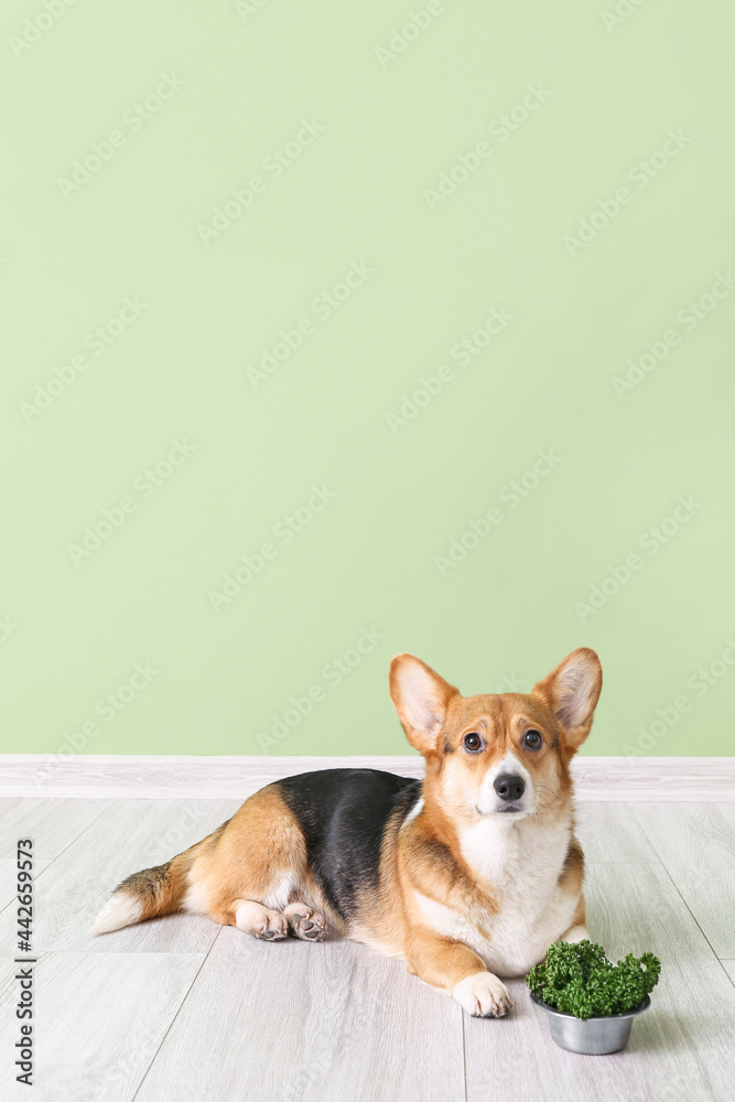 可爱的柯基犬和靠近彩色墙的欧芹碗