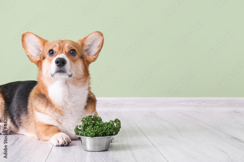 可爱的柯基犬和靠近色墙的欧芹碗