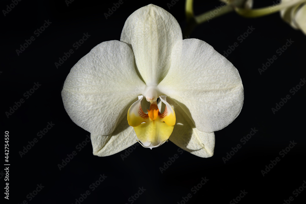 蝴蝶兰的花，蝴蝶兰（Phalaenopsis）的拉丁名，在强烈的阳光下，agai