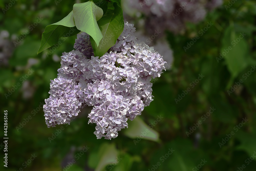 一个普通淡紫色的花序，背景是模糊的绿色植被，拉丁名是Syri