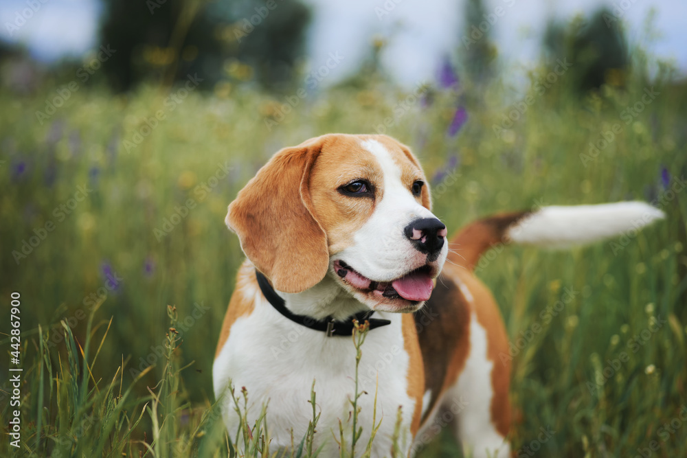 比格犬站在草地上。猎犬在野外散步