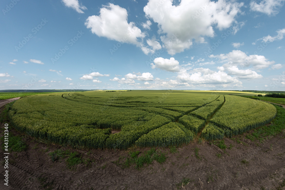 Green wheat field with traces of agricultural machinery