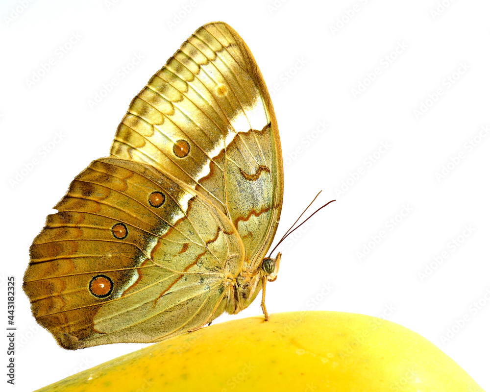 Cambodian Junglequeen butterfly perching on yellow mango fruit in nature isolated on white backgroun