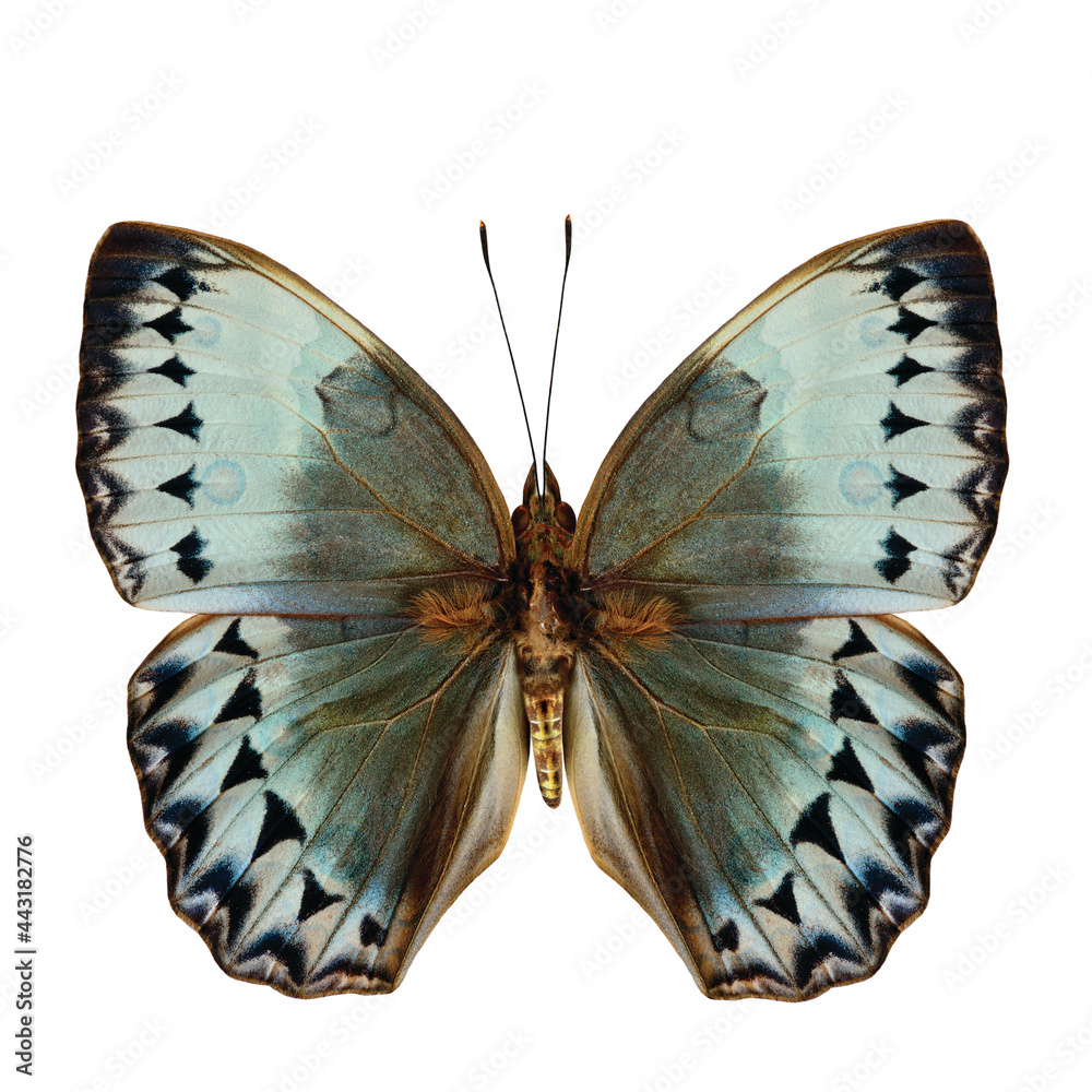 The Cambodian Junglequeen butterfly back wing portion in natural color profile isolated on white bac