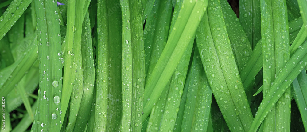 雨滴中绿草茎的特写